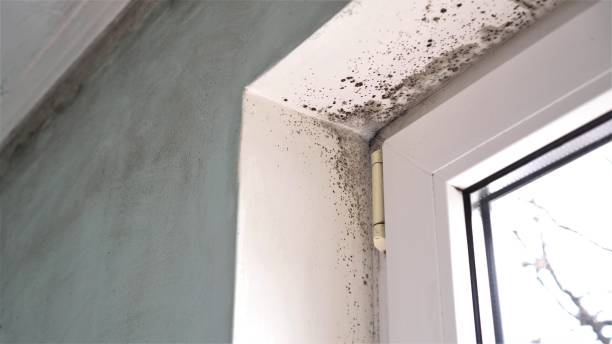 Best Black Mold Remediation in Griggsvle, IL