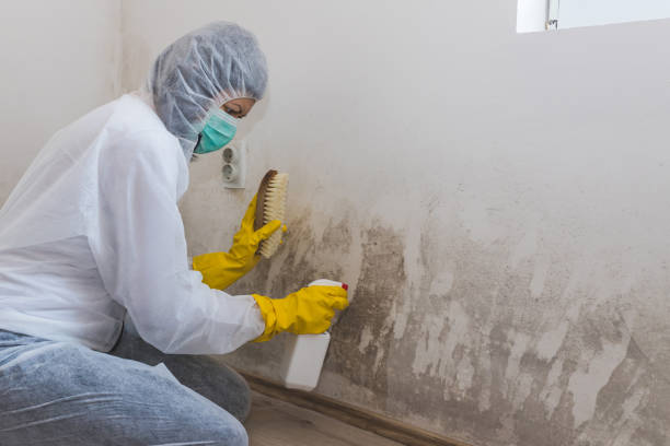 Best Mold Remediation for Specific Building Types in Griggsvle, IL