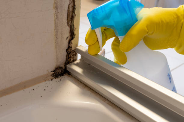 Professional Mold Remediation in Griggsville, IL