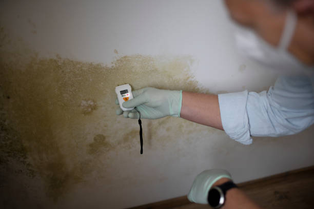 Best Mold Testing and Inspection Services in Griggsvle, IL