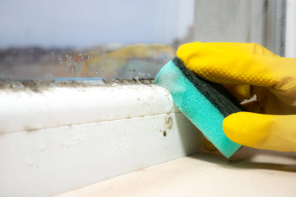 Best Commercial Mold Remediation in Griggsvle, IL