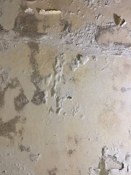Reliable Griggsville, IL Mold Remediation Solutions