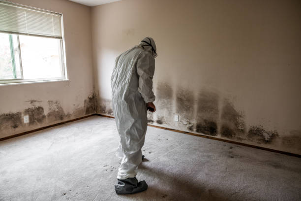 Best Emergency Mold Remediation in Griggsvle, IL