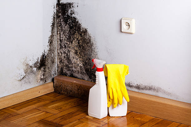 Best Residential Mold Remediation in Griggsvle, IL