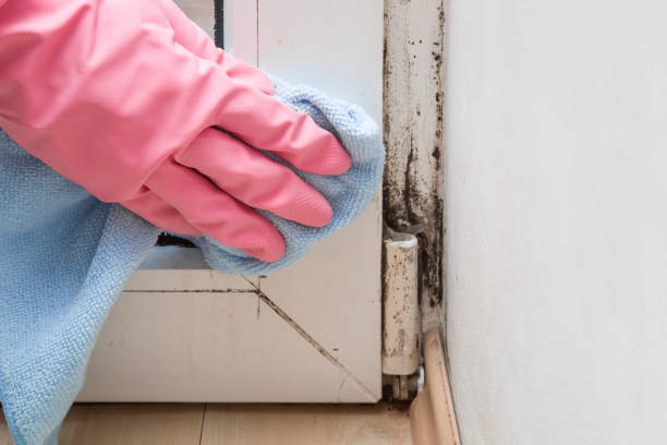Best Residential Mold Remediation in Griggsvle, IL