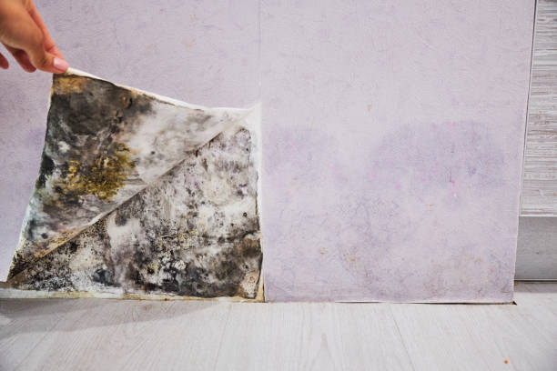 Best Health and Safety Mold Remediation in Griggsvle, IL